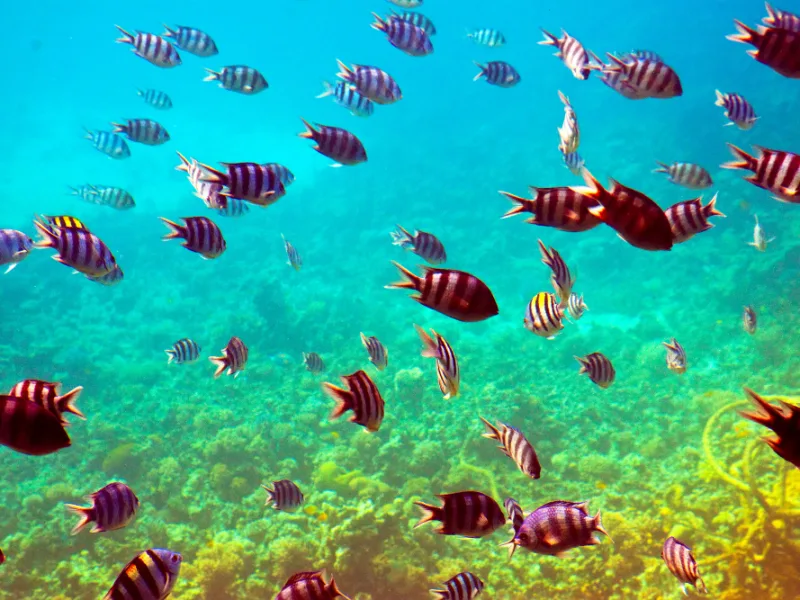 A Red Sea day